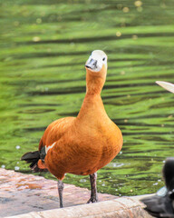 Red duck / Tadorna ferruginea in the pond, photographed at the Changsha Ecological Zoo in China.