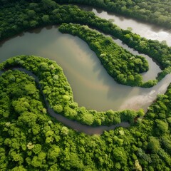 aerial view of the river in the forest.