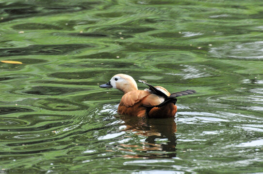 Red duck / Tadorna ferruginea in the pond, photographed at the Changsha Ecological Zoo in China.