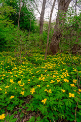 Glade of yellow flowers in the forest. Chylomecon. Endemic of the Far East. It occurs wild in East Asia: in the far east of Russia; in Korea, northeast China, and the Japanese islands. 