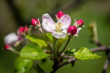 pink and white flower, springtime