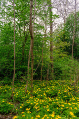 Glade of yellow flowers in the forest. Chylomecon. Endemic of the Far East. It occurs wild in East Asia: in the far east of Russia; in Korea, northeast China, and the Japanese islands. 