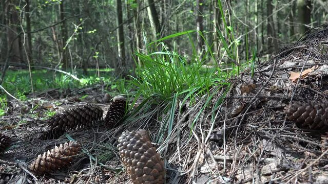 Fallen open long pine femalecones in the forest. 