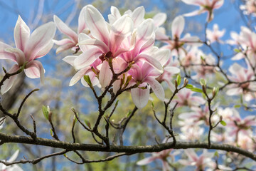 Pink flowers on blossoming magnolia tree in springtime.  