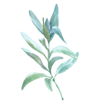 White sage watercolor herbal illustrations, botanical organic leaves drawing elements sage. Realistic botanical organic sage plant