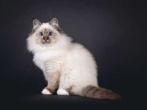Super cute tabby point fluffy Sacred Birman cat kitten, sitting side ways. Looking towards camera with adorable face and mesmerizing blue eyes. Isolated on a black backgroud.