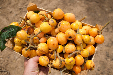 Box of freshly picked organic loquat