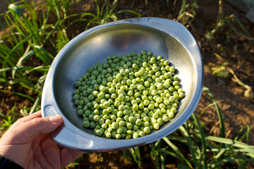 Freshly picked and shelled organic peas