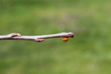 ladybug on apple tree branch with green background