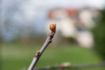 ladybug on the tip of an apple tree branch