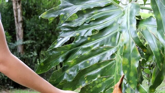 modelo beldade em meio a natureza 