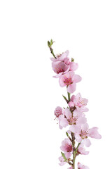 Fototapeta na wymiar Cherry blossom spring twig isolated on transparent background