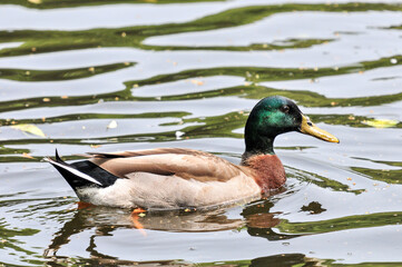 The purple headed wild duck in the pond was photographed at the Changsha Ecological Zoo in China.