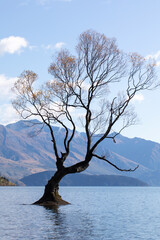  Tree landscape in Wanaka, New Zealand in autumn. Travel 