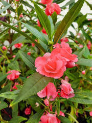 Pink flowers blooming in green leaves plant growing in garden, nature photography, natural gardening background, floral wallpaper 