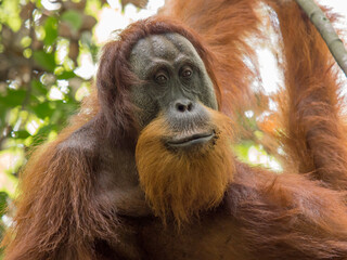 Portrait of bearded male Orangutan in the trees of Gunung Leuser Nationalpark, Bukit Lawang, Sumatra, Indonesia	
