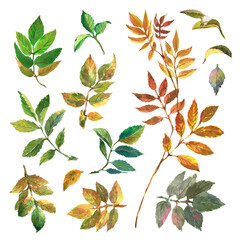 Watercolor set of Dog rose, Briar with green leaves. Hand drawn watercolor painting on white background.