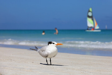 Fototapeta premium Seagull standing on a sand on sea waves and sailboat background. Vacation on sunny coast
