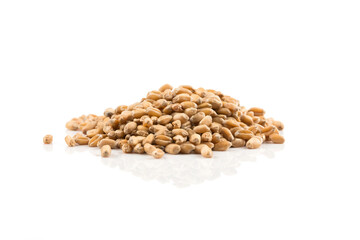 Wheat grain on white