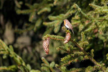a robin, erithacus rubecula, perched on a spruce with cones, at a sunny spring day
