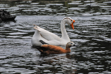 Swans and red ducks swim together in a pond, photographed at the Changsha Ecological Zoo in China.