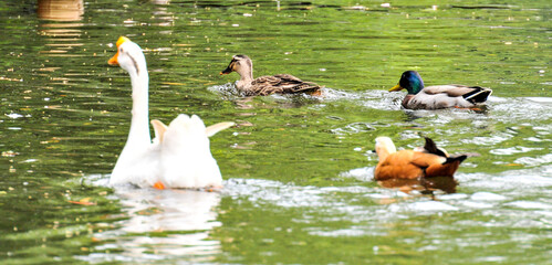 Swans and red ducks swim together in a pond, photographed at the Changsha Ecological Zoo in China.