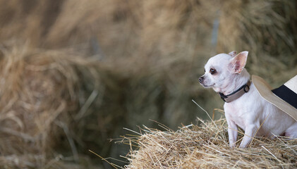 A small chihuahua dog sits among large haystacks in a hayloft on a hot summer day and looks thoughtfully to the side.