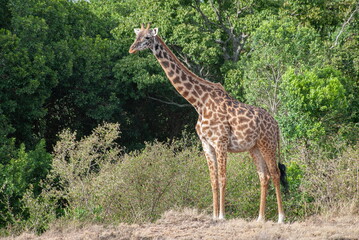 giraffe eating grass
