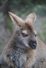 Fototapeta premium kangaroo and baby