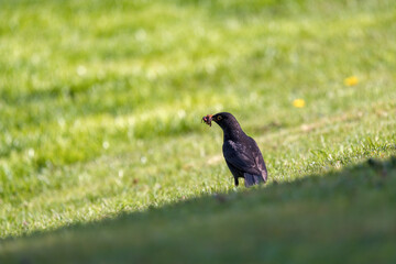 a blackbird, turdus merula, with worm in your beak on the green lawn at a sunny spring day