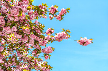 Tree branches with beautiful pink plentiful blossoms against the blue sky. Horizontal photo