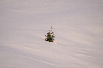 small single spruce in a snowed in field at the sunrise on the mountains