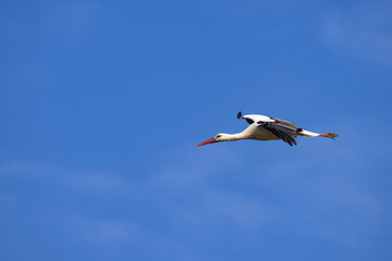 Fototapeta na wymiar A White Stork in flight blue sky
