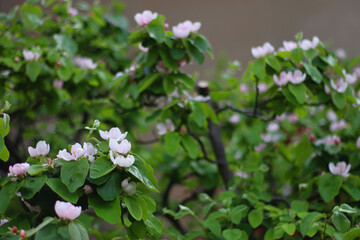 Pink blossoms on quince tree. Selective focus.