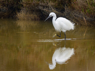 A Little Egret walking in the water looking for food