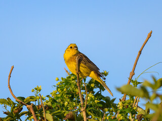 A Yellowhammer sitting on a bush on a sunny morning