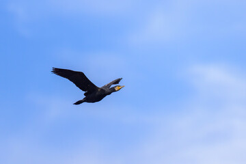 Fototapeta na wymiar A great cormorant in flight on a sunny day in summer