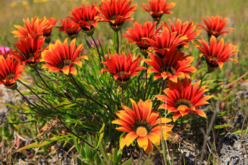 Close up from Orange Gazania Linearis flowers
