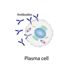 Plasma cell, B-cell leukocytes, B lymphocytes.  B cell differentiation, antigen stimulation of surface receptor, plasma cell producing monoclonal antibodies, Vector illustration.