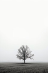 a lone tree stands alone in a foggy field with copy space for text