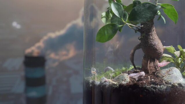 Immerse yourself in the intricate world of an ecosystem in a jar with this enchanting video. See how the different components of the environment interact with each other, creating a delicate web of