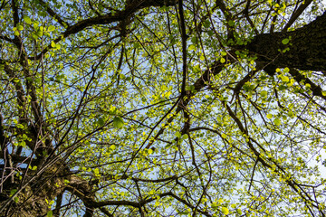 Background of trees seen from the bottom up