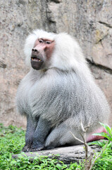 A sitting and resting baboon, photographed at the Changsha Ecological Zoo in China.