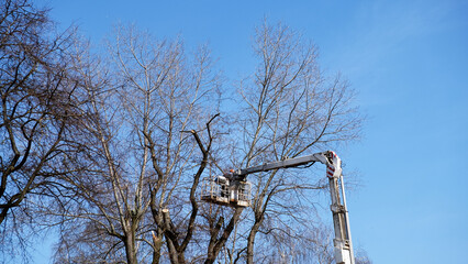 Trimming tree by man with chainsaw, standing on platform of mechanical lift, at high altitude against the blue sky. Spring pruning of trees in the city..