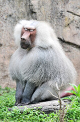 A sitting and resting baboon, photographed at the Changsha Ecological Zoo in China.