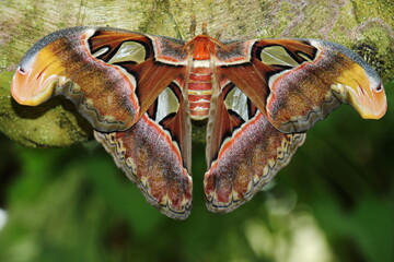 Papillon Attacus Atlas le plus grand du monde