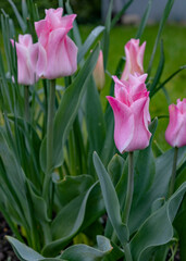 Pink tulips in the garden. Spring flowers. Tulips background.