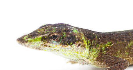Wild Green Anole - Anolis carolinensis - Florida Chameleon close up on head in transition phase turning from green to brown