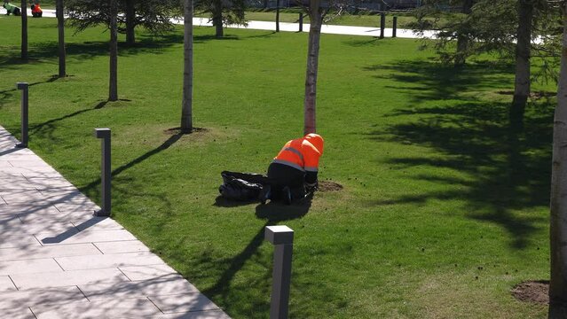 A female gardener in uniform works with a lawn in a modern city park, she cuts weeds from the lawn with a knife. Lawn care in the park.