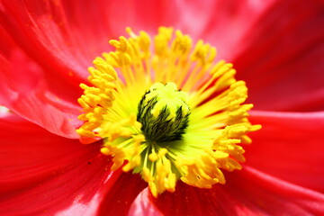 Gros plan sur un coeur de fleur rouge avec une abondance d'étamines